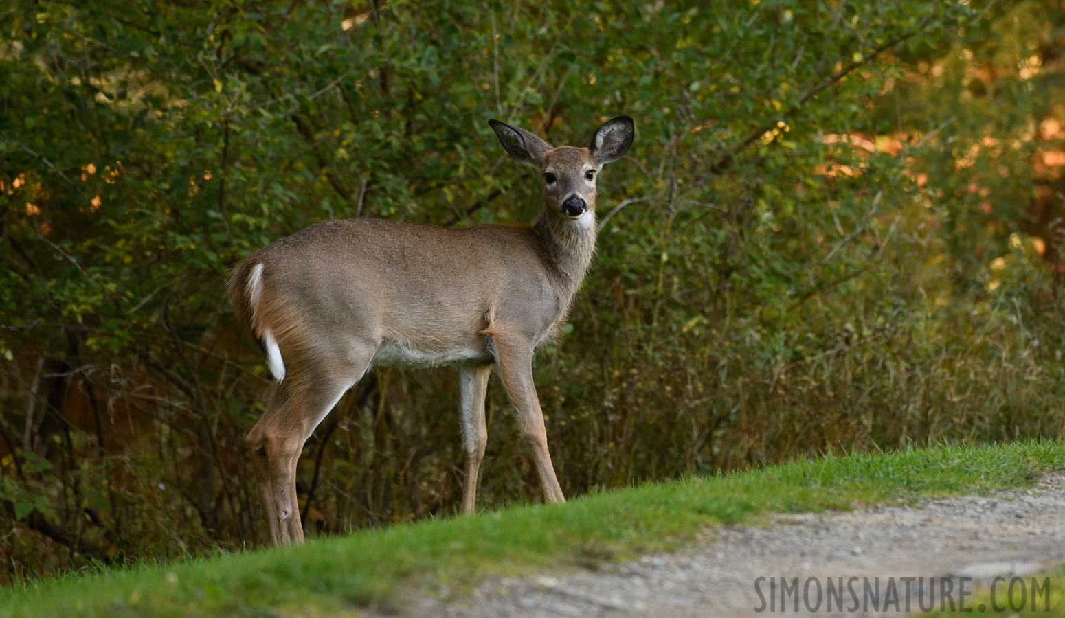 Odocoileus virginianus borealis [400 mm, 1/250 sec at f / 6.3, ISO 1250]